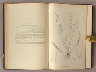 GRASSES OF THE SOUTHWEST