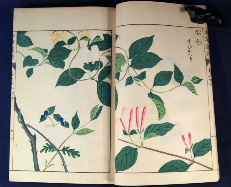 Honzō Zufu 本草図譜 also Honsō Zufu 3 vols 27-29 by Iwasaki Kan-en’s 岩崎灌園, also  Iwasaki Tsunemasa 岩崎常正 on Boston Book Company