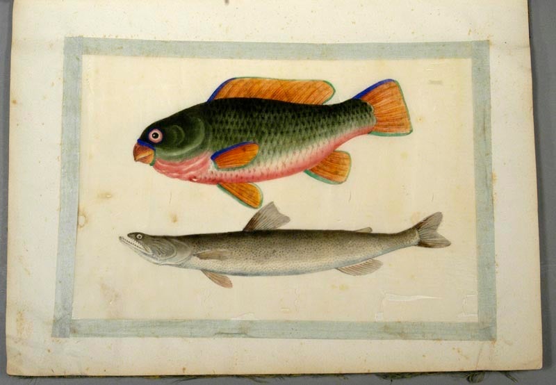 ALBUM OF 30 FISH ON 12 SHEETS | CHINESE PITH PAINTINGS
