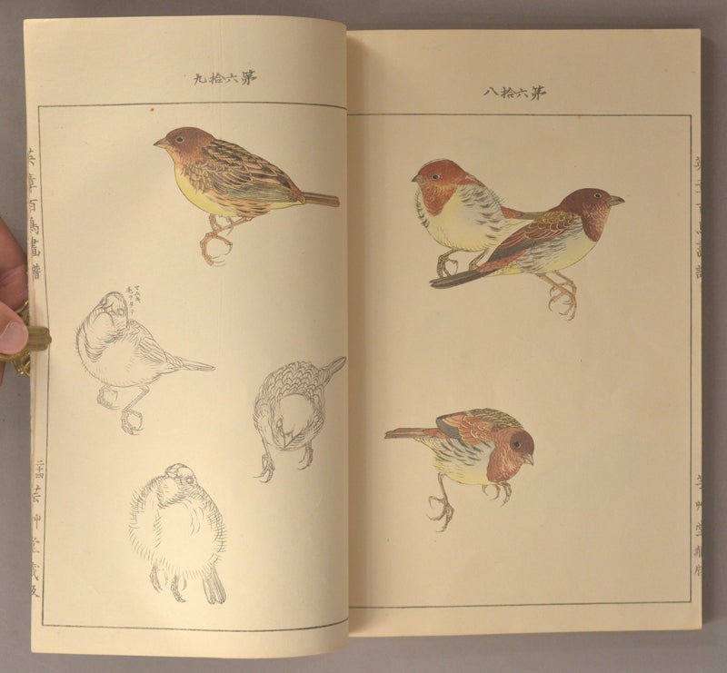 Eishō Hyakucho Gafu 英章百鳥画譜, 4 vols by Takeuchi Seihō 竹内栖鳳 Tsuchida Eishō  土田英章, artists on Boston Book Company