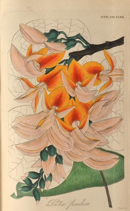 Item #86929 BOTANICAL MISCELLANY: Containing figures and descriptions. William Jackson HOOKER