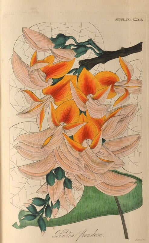Item #86929 BOTANICAL MISCELLANY: Containing figures and descriptions. William Jackson HOOKER.