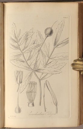 BOTANICAL MISCELLANY: Containing figures and descriptions