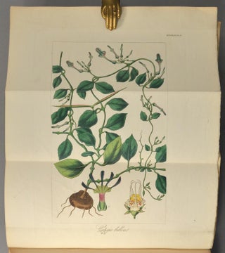 BOTANICAL MISCELLANY: Containing figures and descriptions