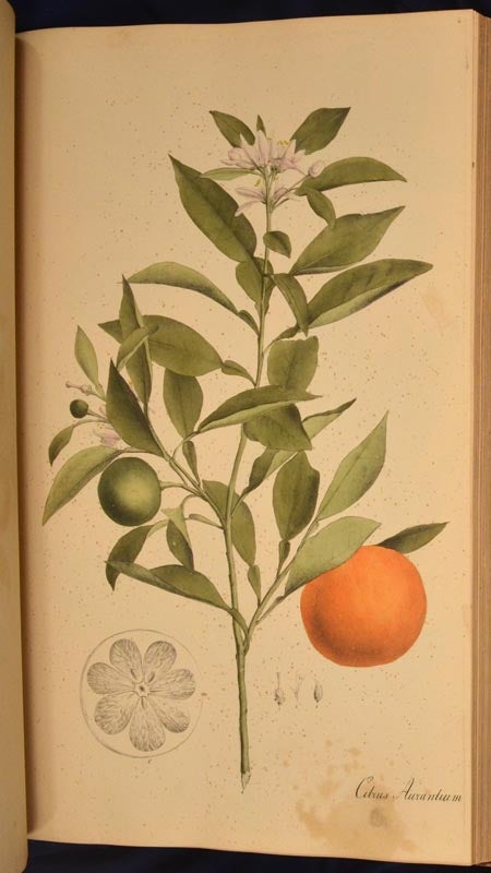 Item #86966 PLANTAE OFFICINALIS oder Sammlung Officineller Pflanzen. Theodor Friedrich Ludwig NEES VON ESENBECK.