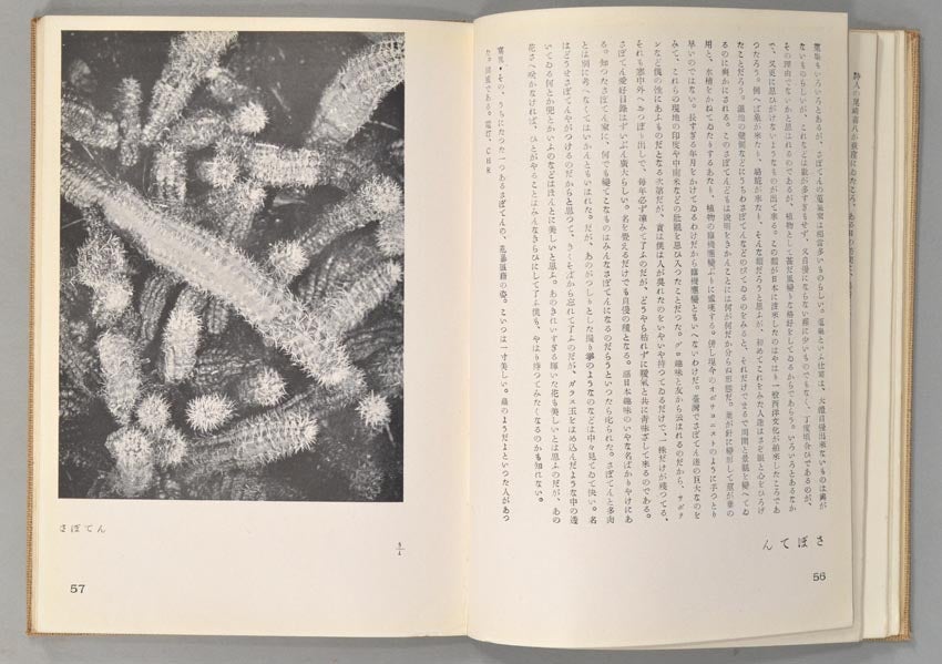 Hakubutshushi Zuihitsu Shashin 博物誌－随筆・写真 by Onchi Kōshirō 恩地孝四郎 on Boston  Book Company