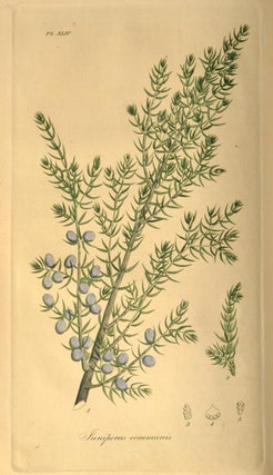AMERICAN MEDICAL BOTANY, BEING A COLLECTION OF THE NATIVE MEDICINAL PL