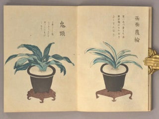 Item #90403 OMOTO CHASEI CHÛKEI. INOUE Gensuke