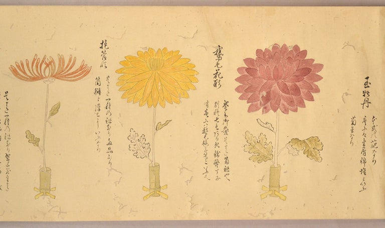 Item #91041 [hand scroll - makimono 巻き物] [Chrysanthemum Scroll]